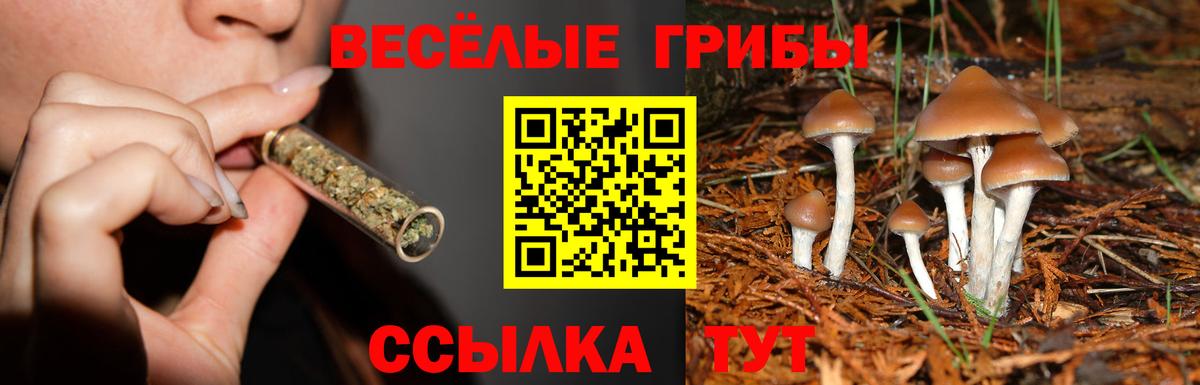 Псилоцибиновые грибы Cubensis Калач-на-Дону